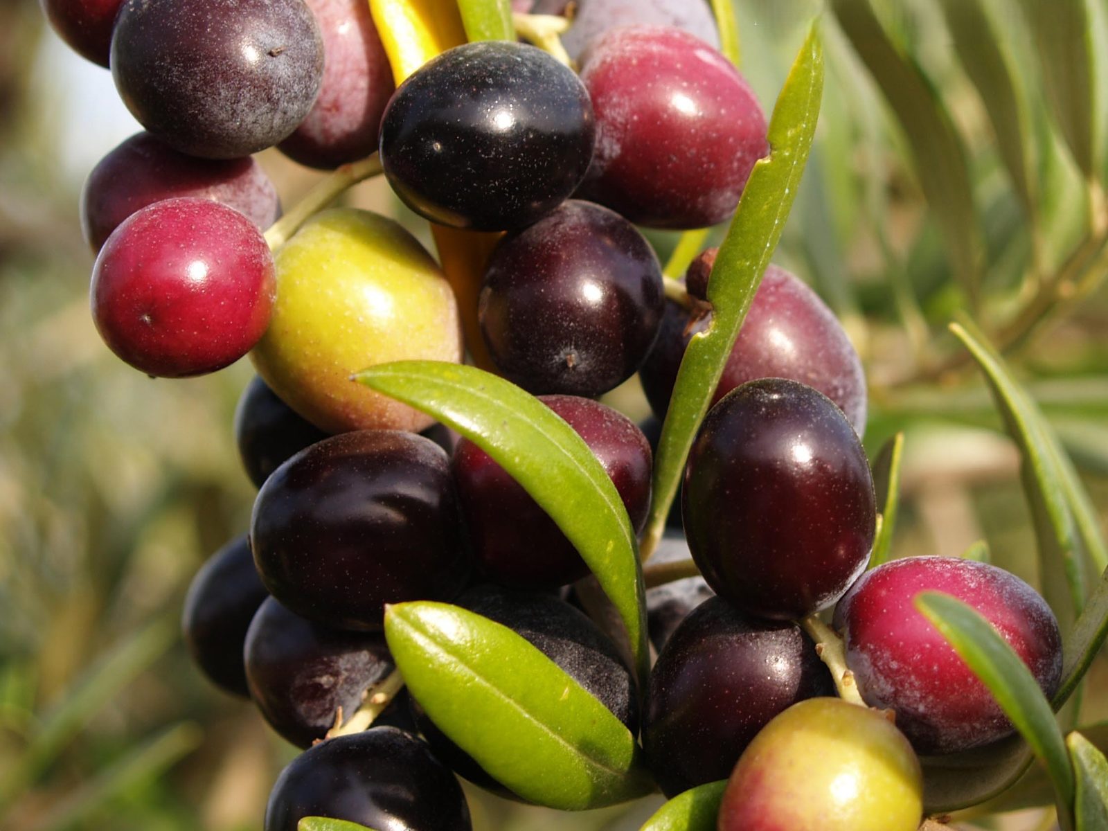 Aceitunas de la variedad Arbequina, de rojas a negras, en el olivo