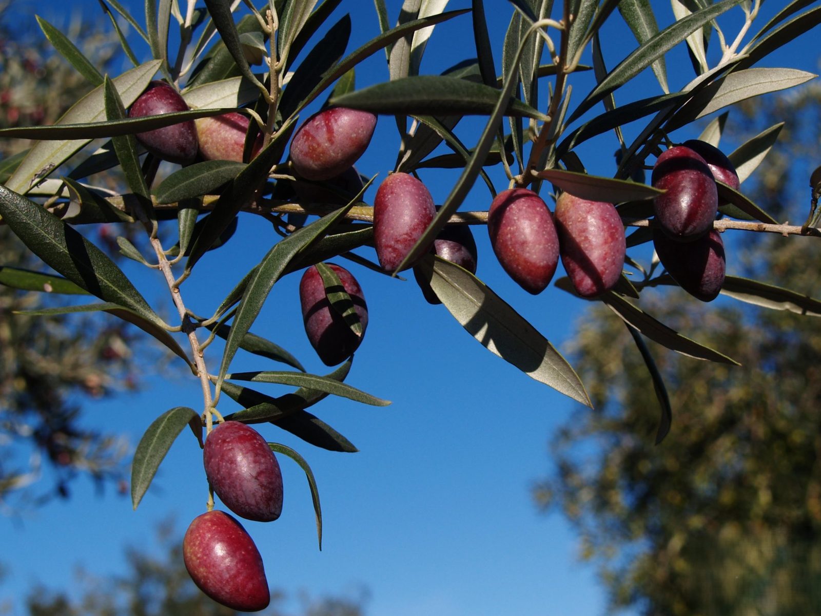 Aceitunas alargadas y curvadas de la variedad Cornicabra