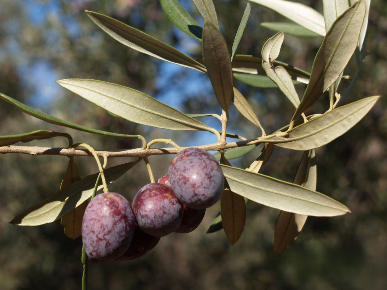 Aceitunas de la variedad Picual en el olivo
